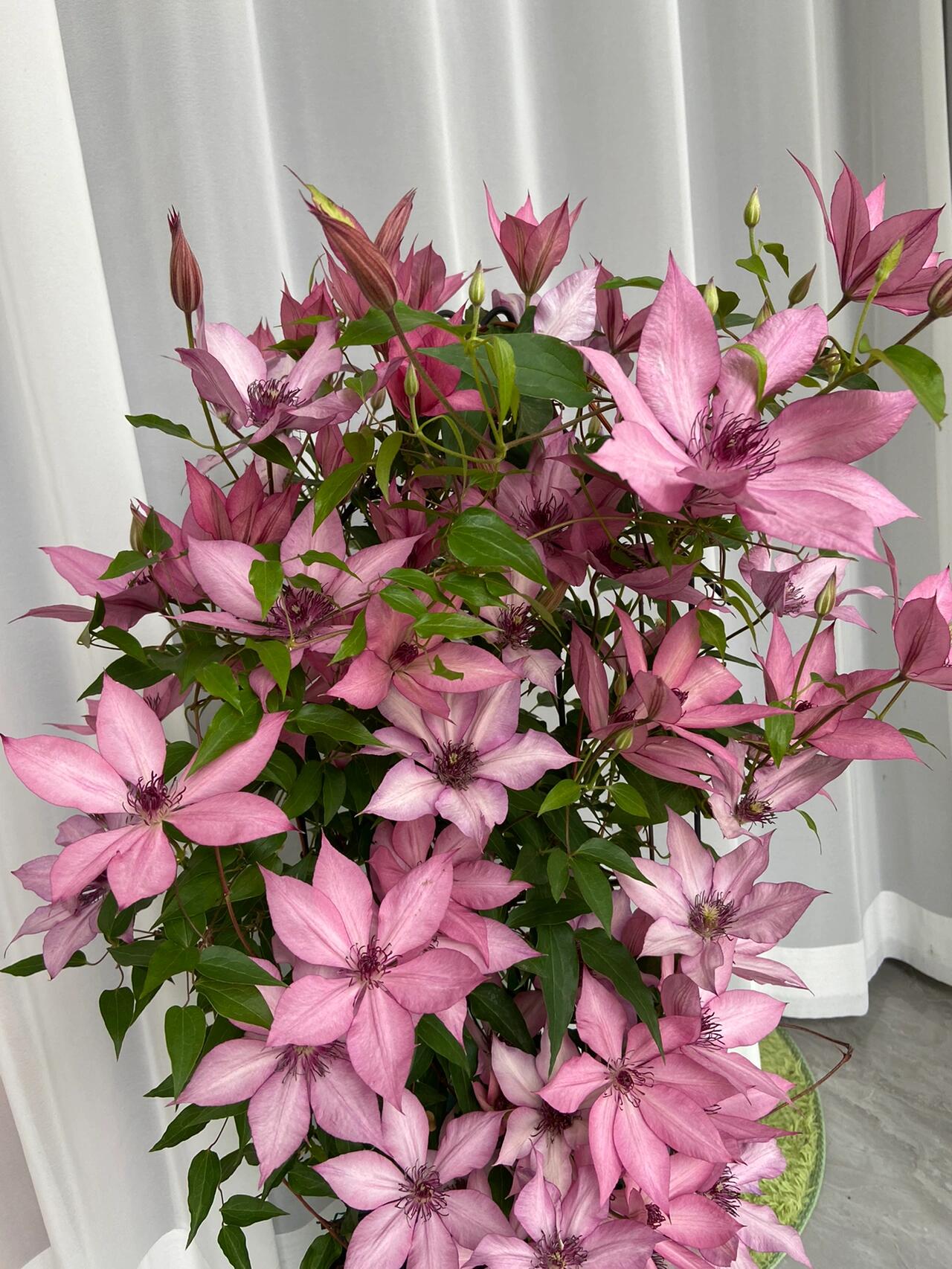 Clematis ''Giselle |吉赛尔''