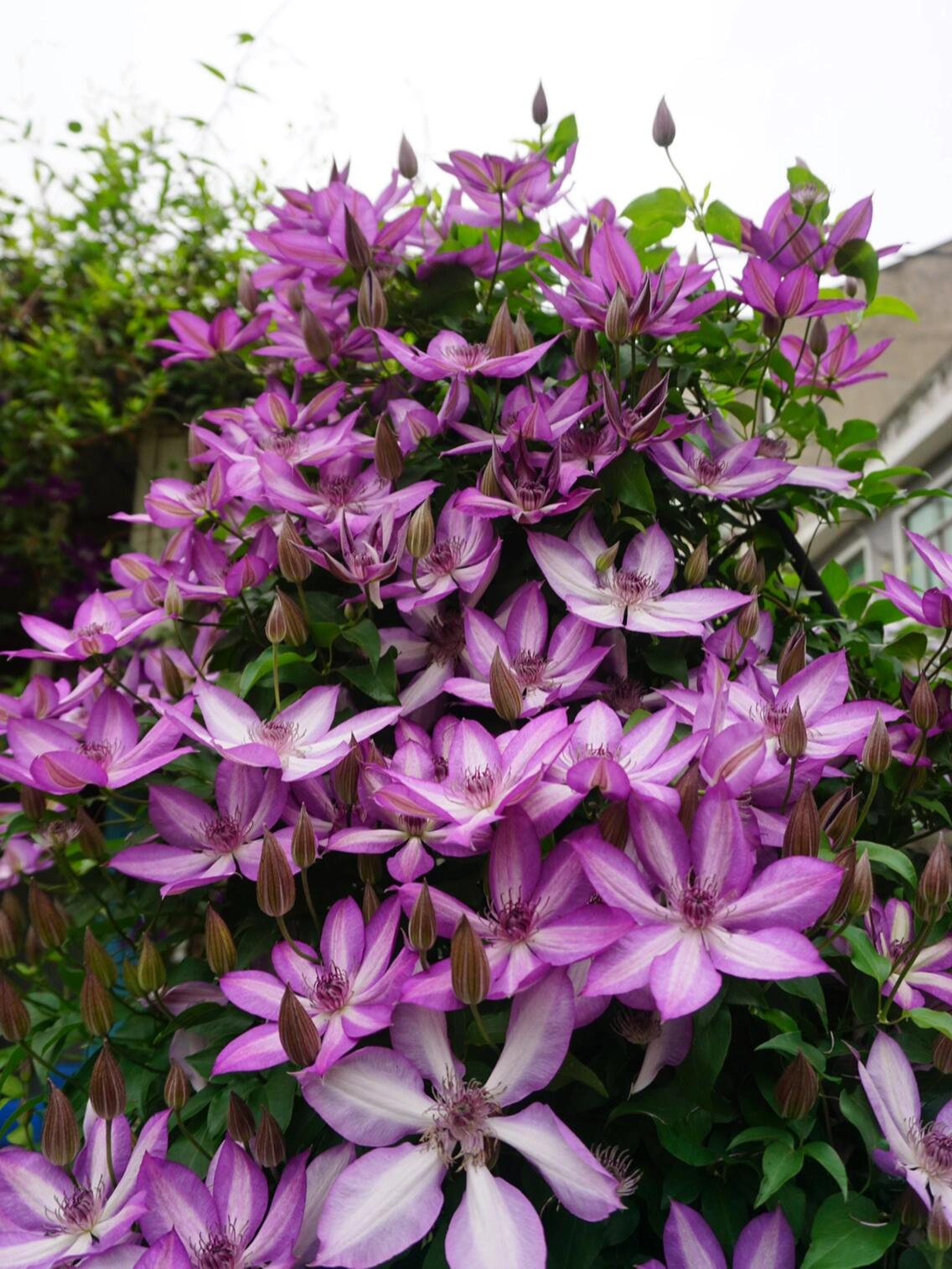 Clematis ‘’Lizard|トカゲ |蜥蜴 ‘’