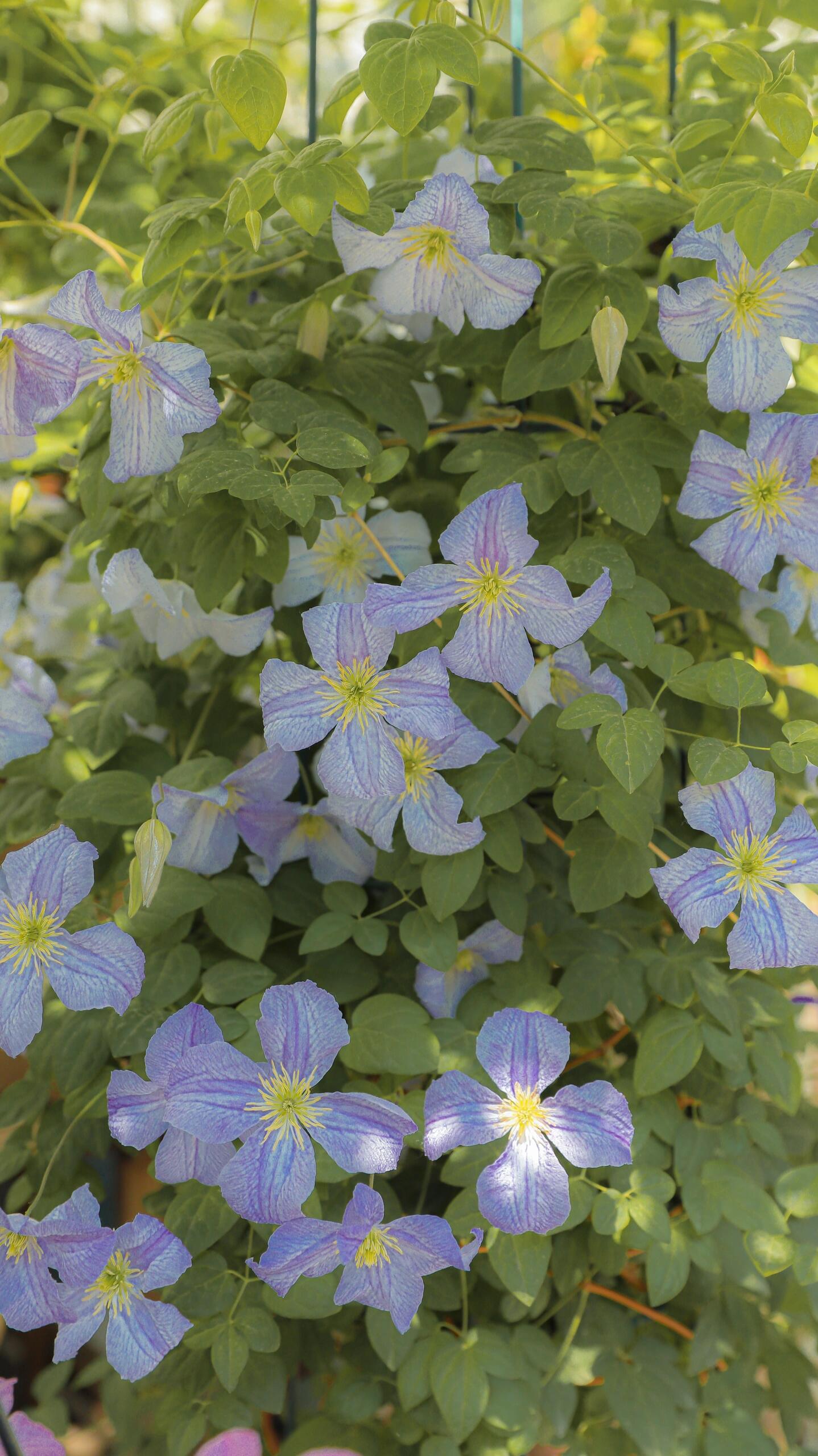 Clematis ‘’Emilia Plater|艾米丽花盘‘’