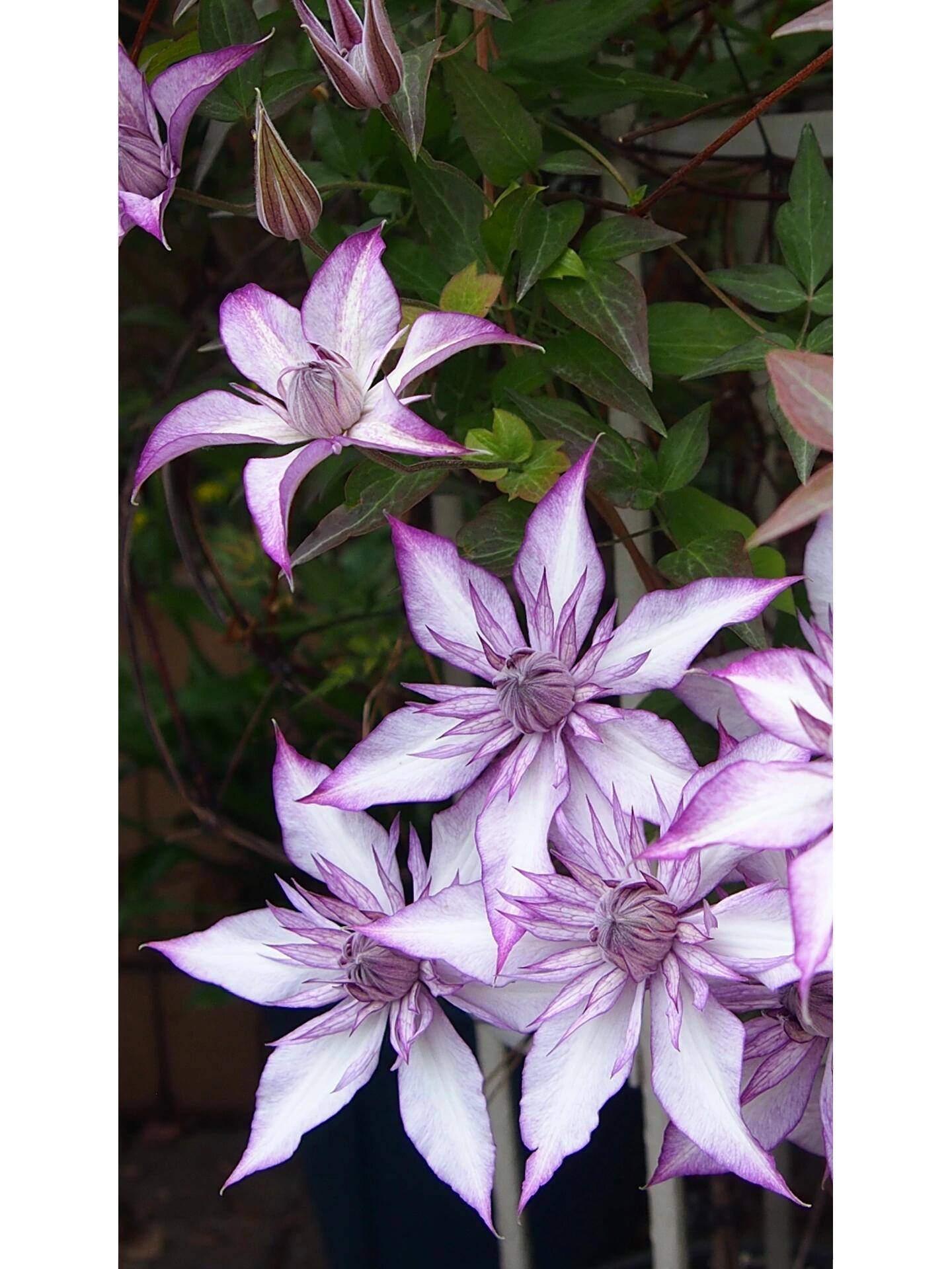 Clematis ‘’Lady Kyoko | レディ・キョウコ| 恭子小姐 ‘’