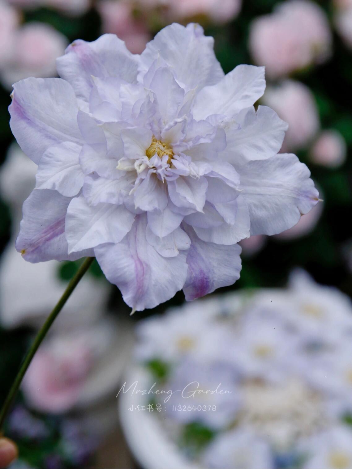 Clematis ‘’Veronica's choice|维罗妮卡的选择‘’
