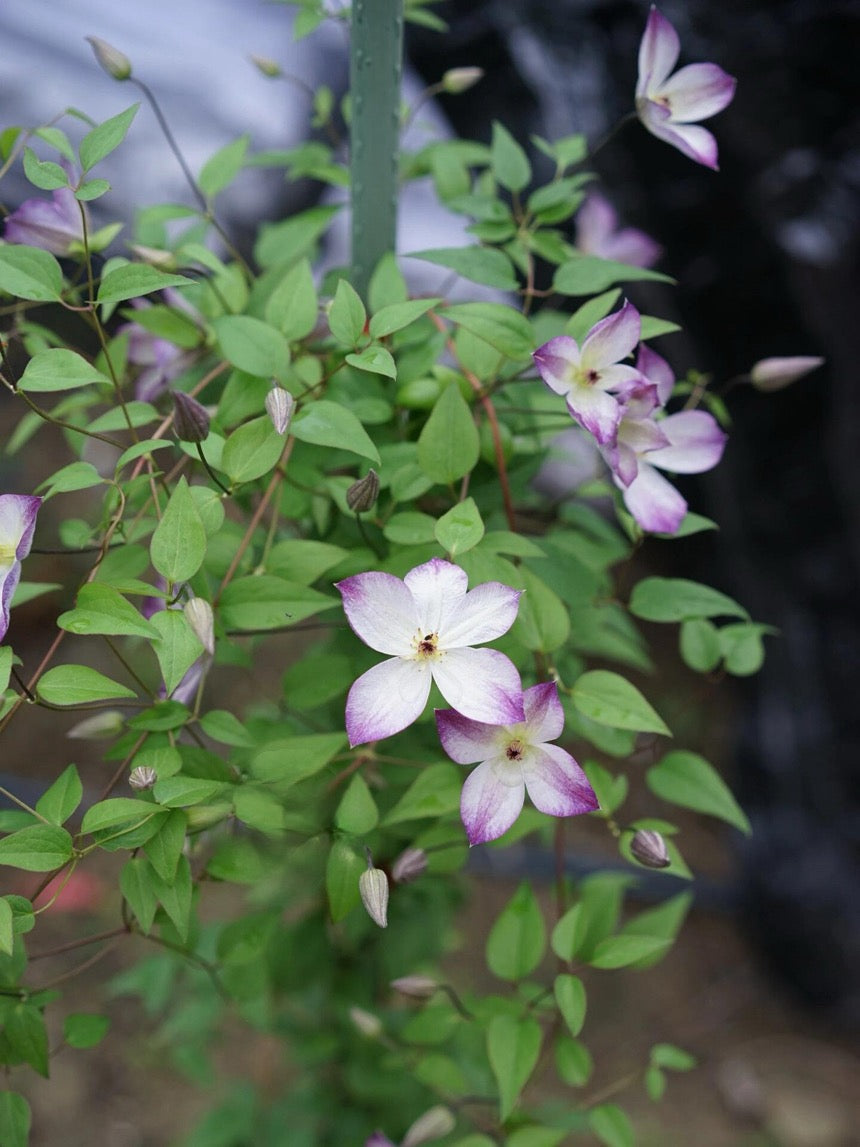 Clematis ‘’Pernille| 佩莱尼‘’