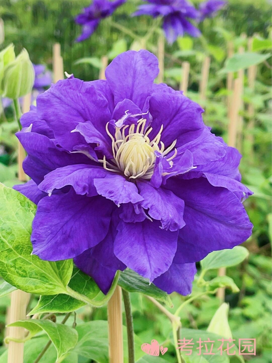 Clematis ‘’Kiri Te Kanawa|- LivePlant|卡瓦娜‘’