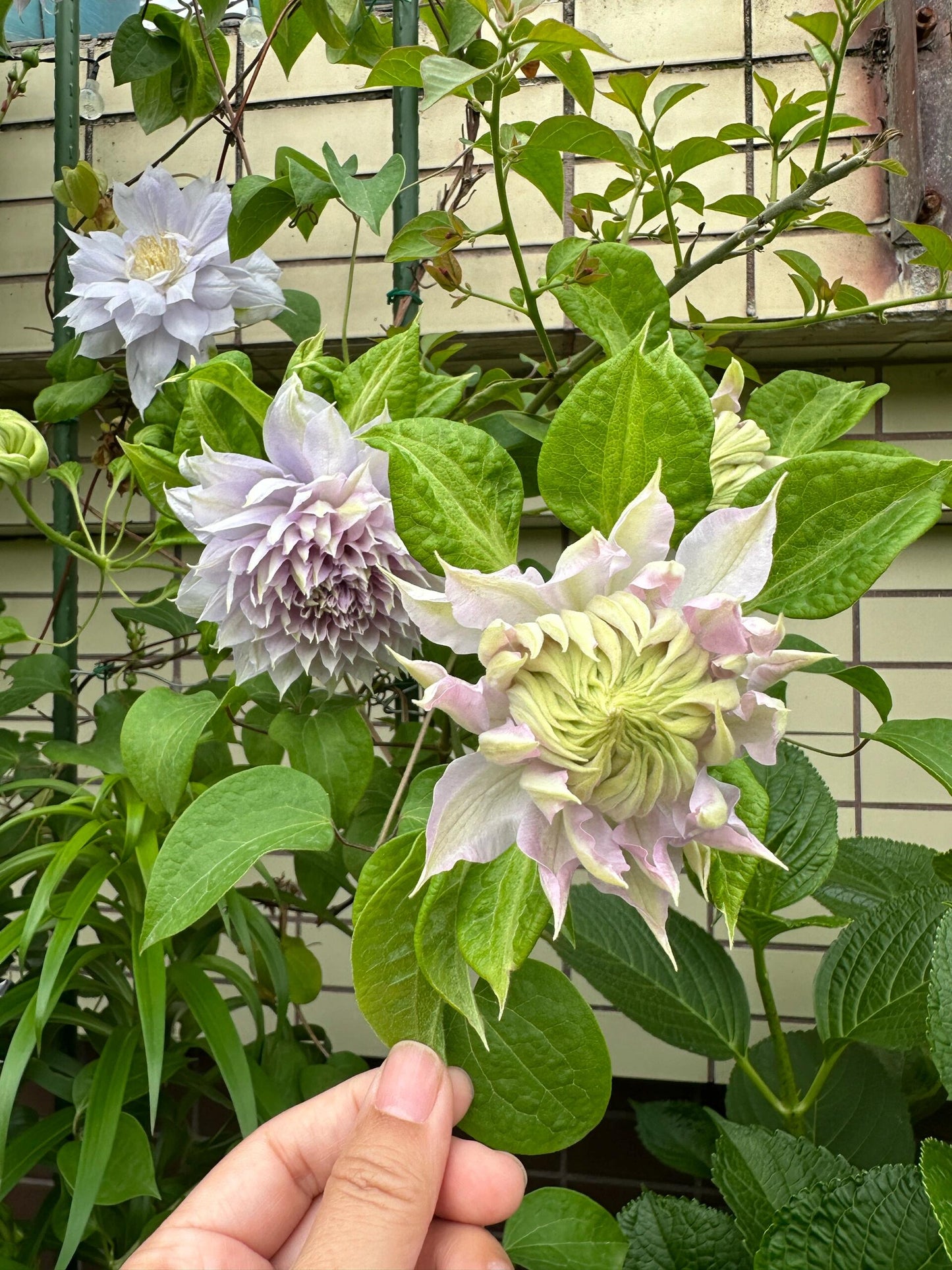 Clematis ‘’Belle of Woking|ベルオブウォーキング| 沃金美女‘’