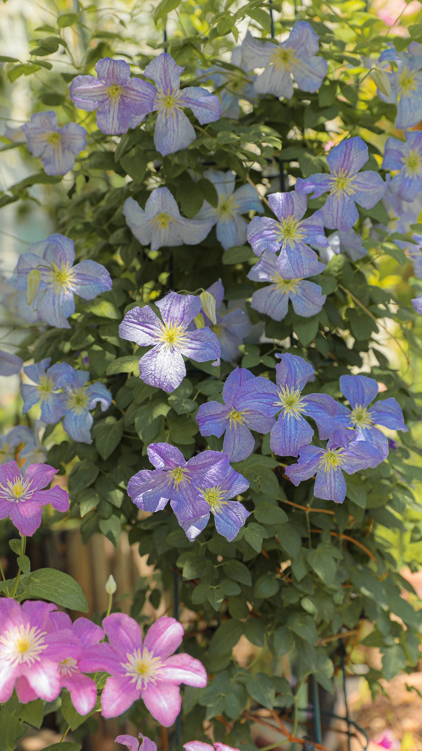 Clematis ‘’Emilia Plater|艾米丽花盘‘’