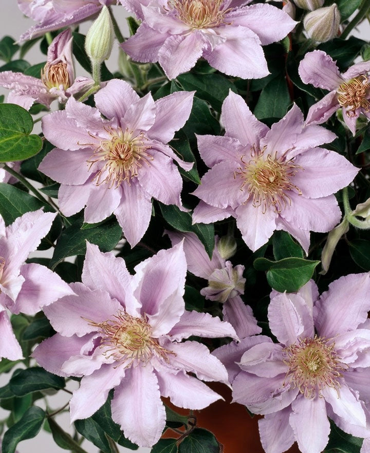 Clematis ‘’Filigree|金银丝/ 故里‘’