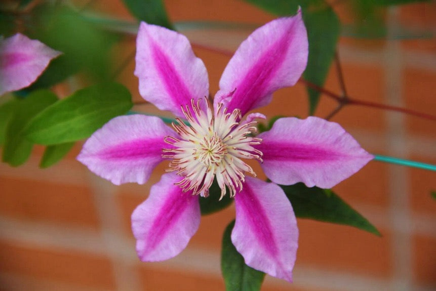 Clematis ‘’Nishiki|錦 |锦 ‘’