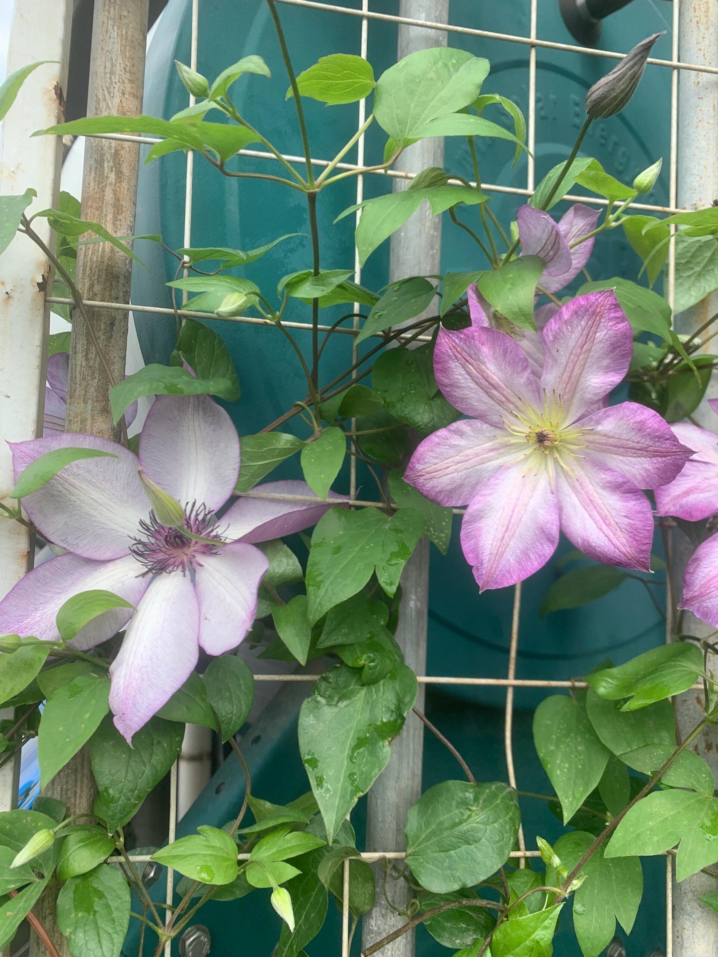 Clematis ‘’Pernille| 佩莱尼‘’