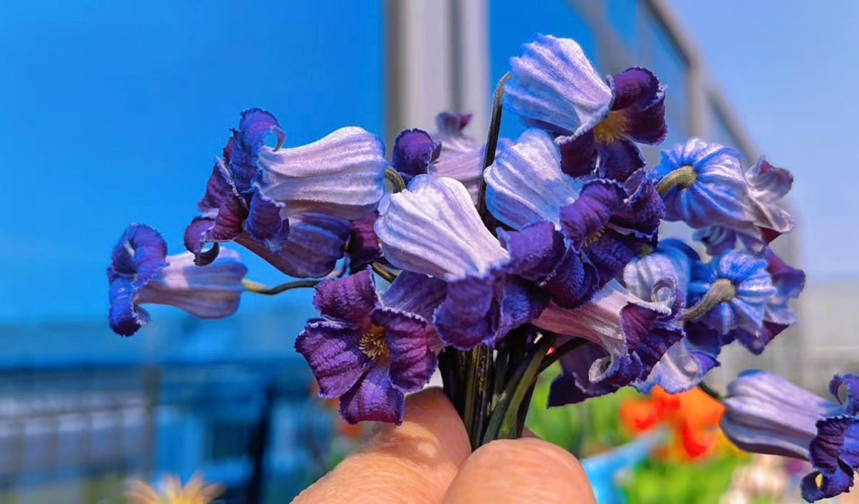 Rooguchi Clematis ‘’Sumire|堇‘’