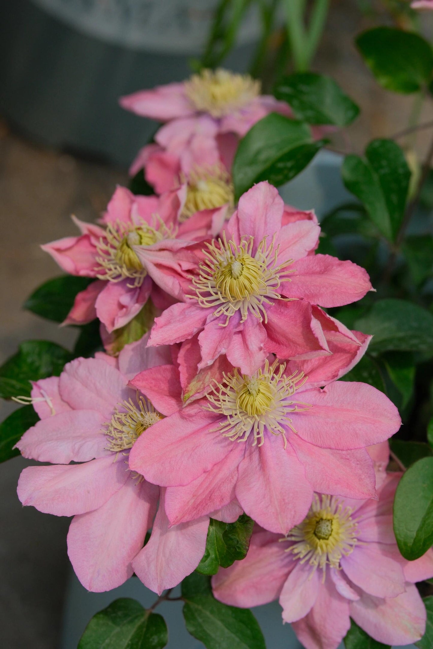 Clematis ‘’Little Mermaid | 小美人鱼‘’