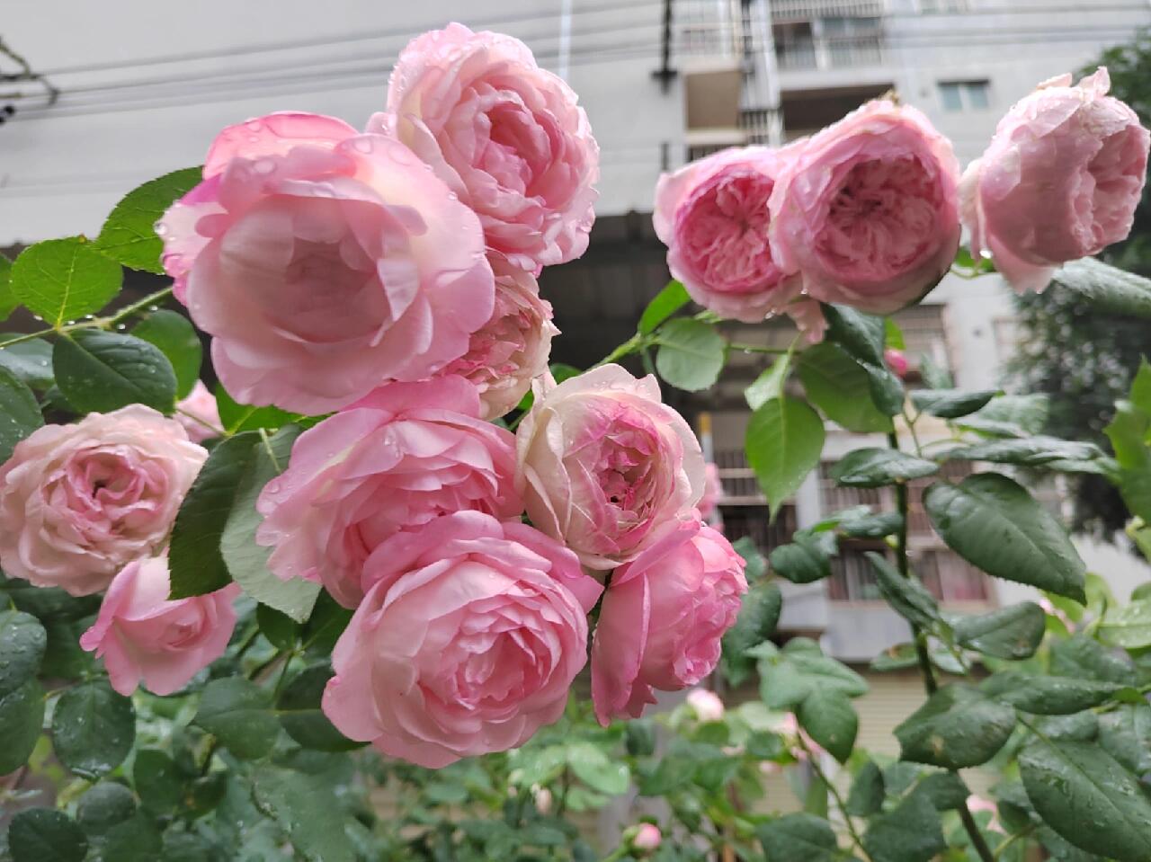 Rose【Vesalius】-1.5 Gal OwnRoot LivePlant|Prolific Bloomer|Abundant Blooms|Strong Fragrance|萨维里|Bun-shaped Petals|Tall Growth|Upright Habit