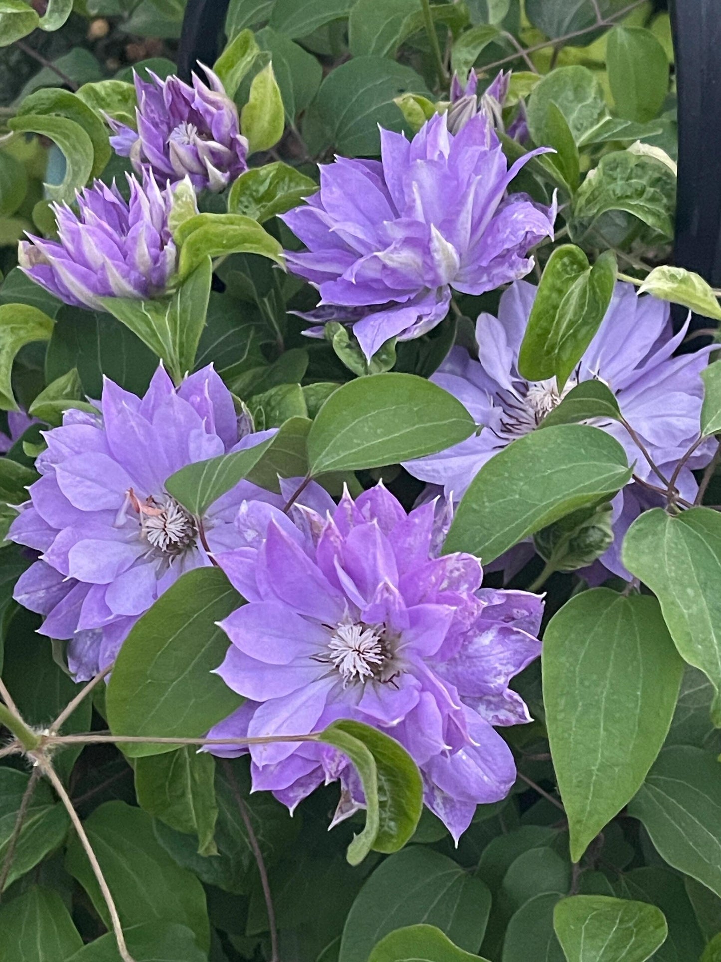 Clematis 'Teshio| てしお | 天盐'