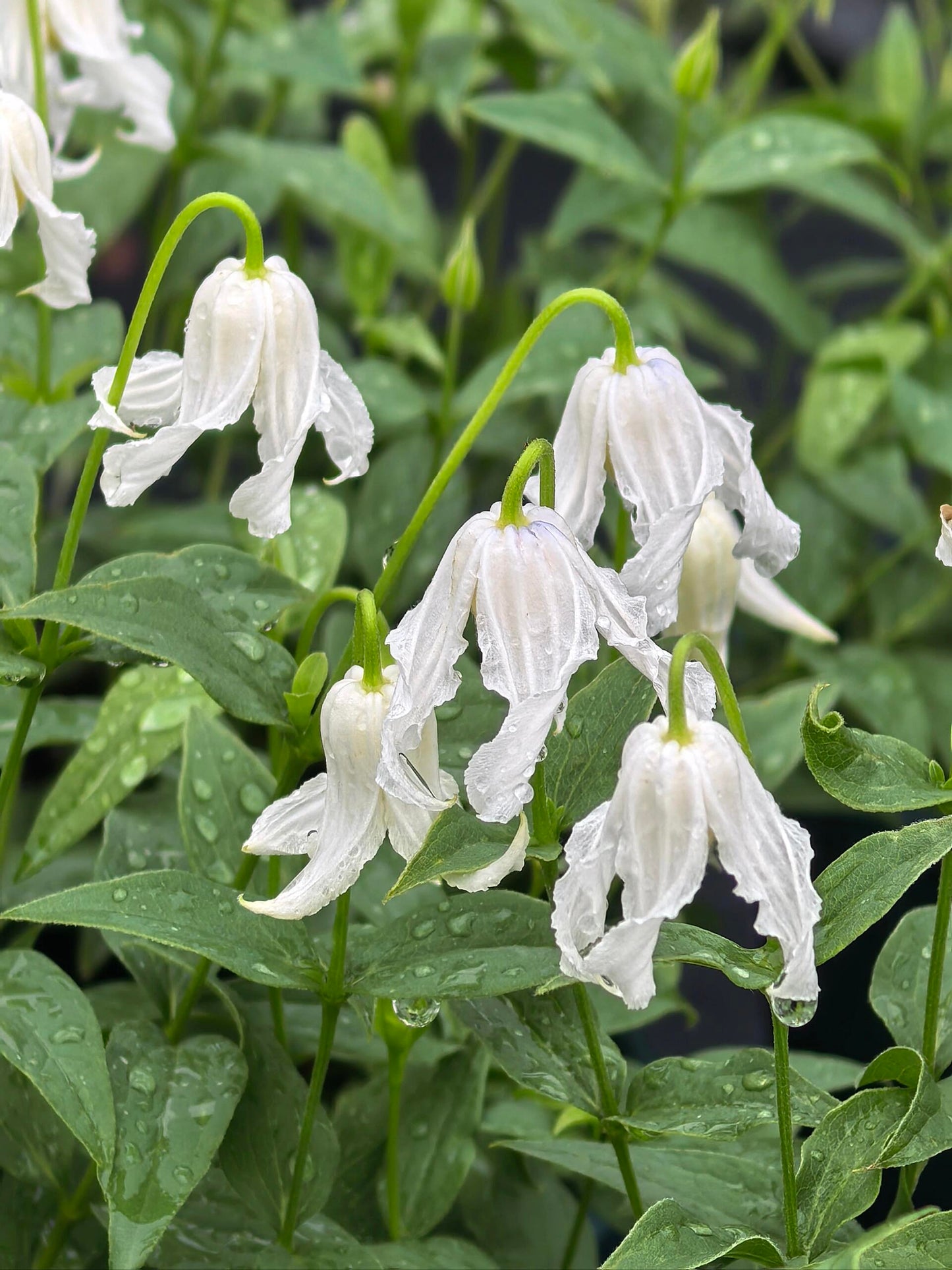 Jasmine Clematis ''Hakuree | ハクレイ| 白麗| 哈库里''