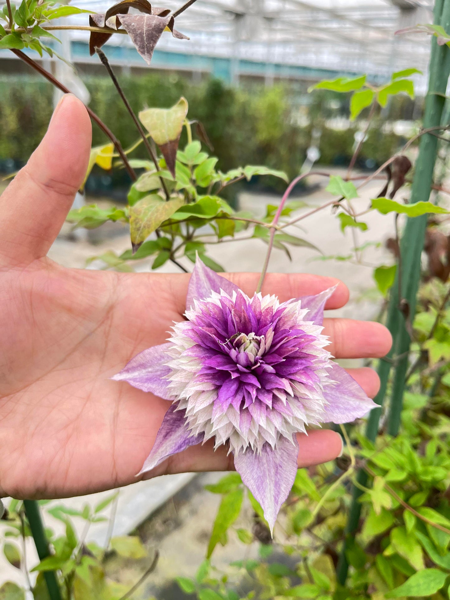 Clematis ‘’Sorcerer |Mage| 魔法师‘’ U.S Exclusive