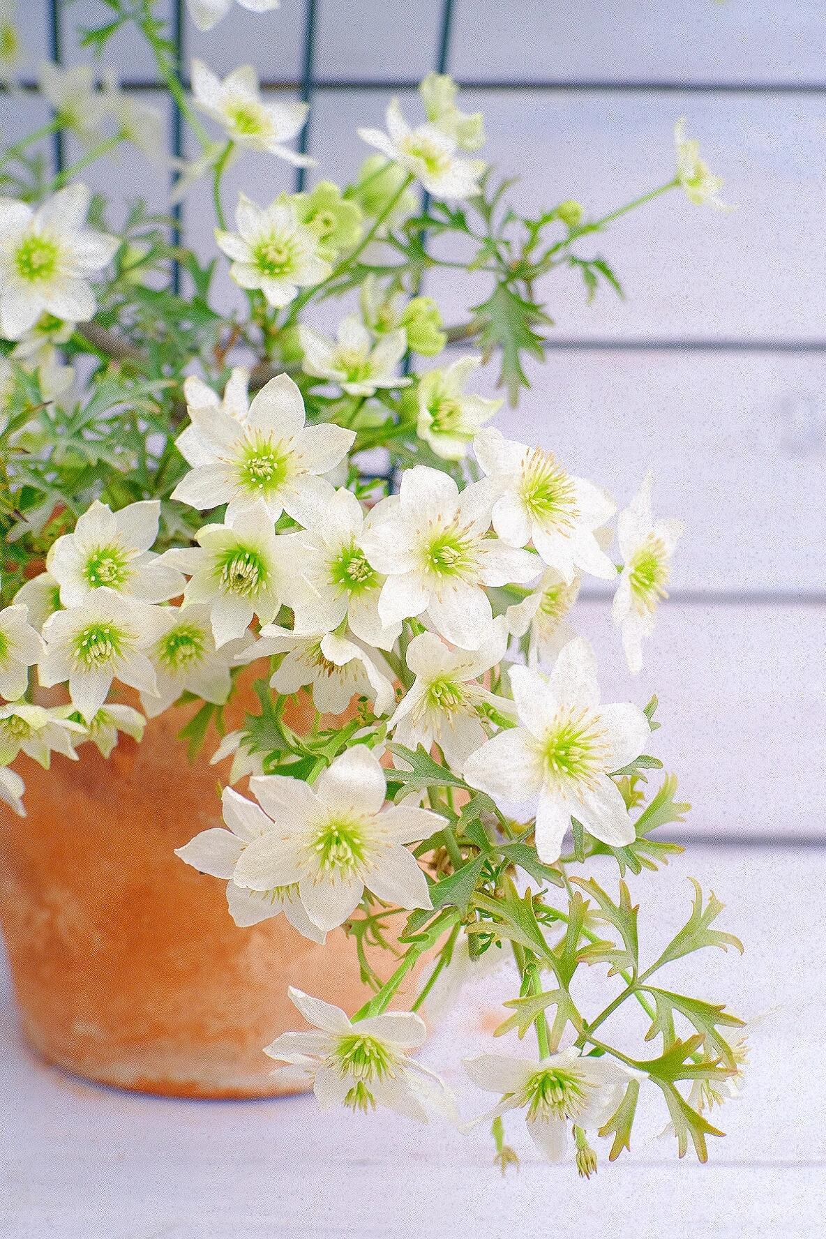 Clematis ‘’Joe|银币‘’