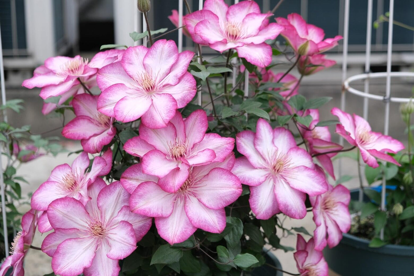 Clematis ‘’Liberty|解放‘’