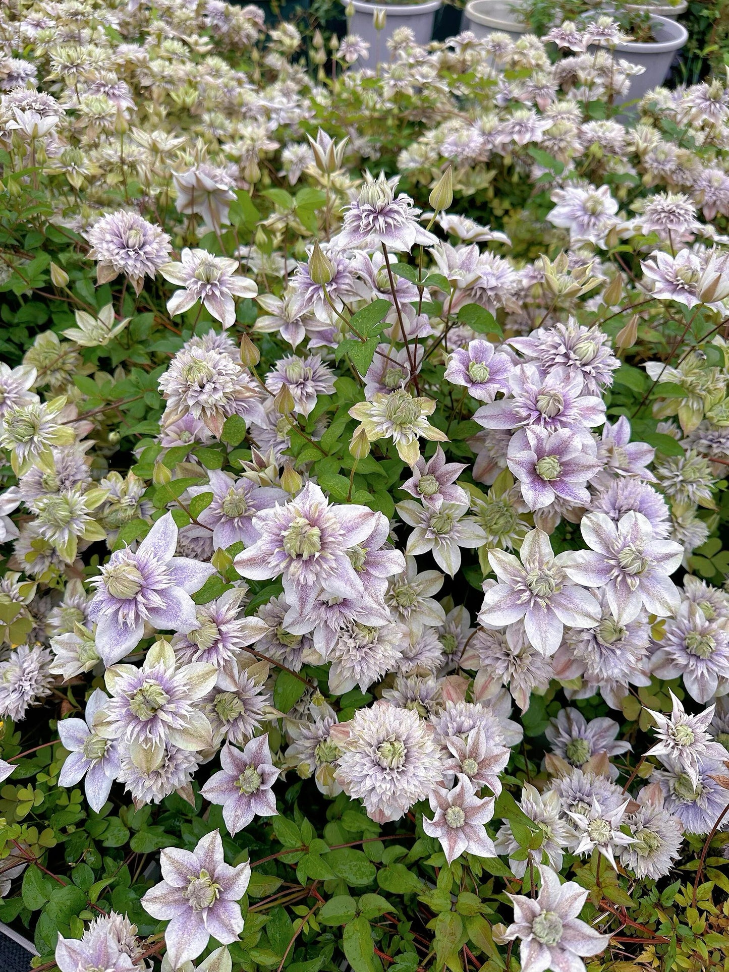 Clematis'' Minamonoyousei | みなもようせい| 水面妖精''