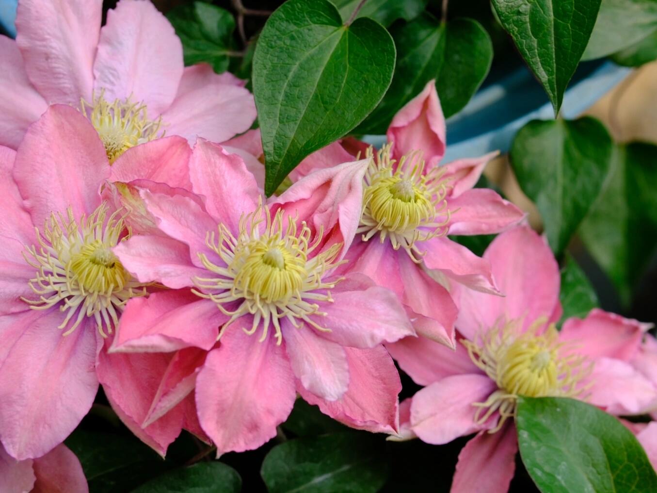 Clematis ‘’Little Mermaid | 小美人鱼‘’