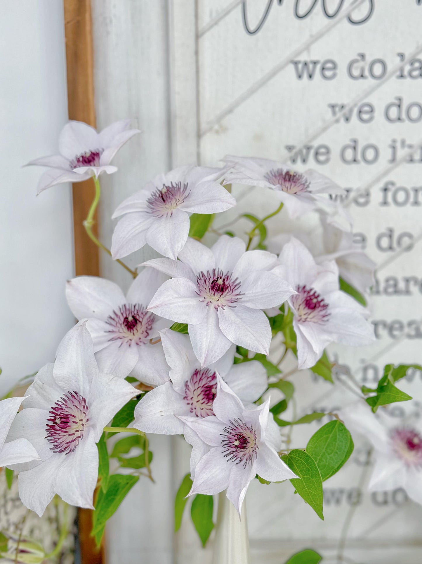 Clematis ''Haruyama|はるやま| 晴山/ 春天''