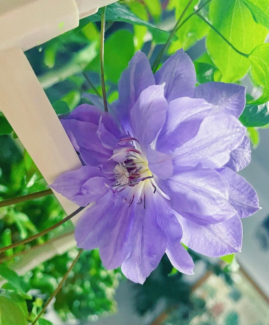Clematis 'Teshio| てしお | 天盐'