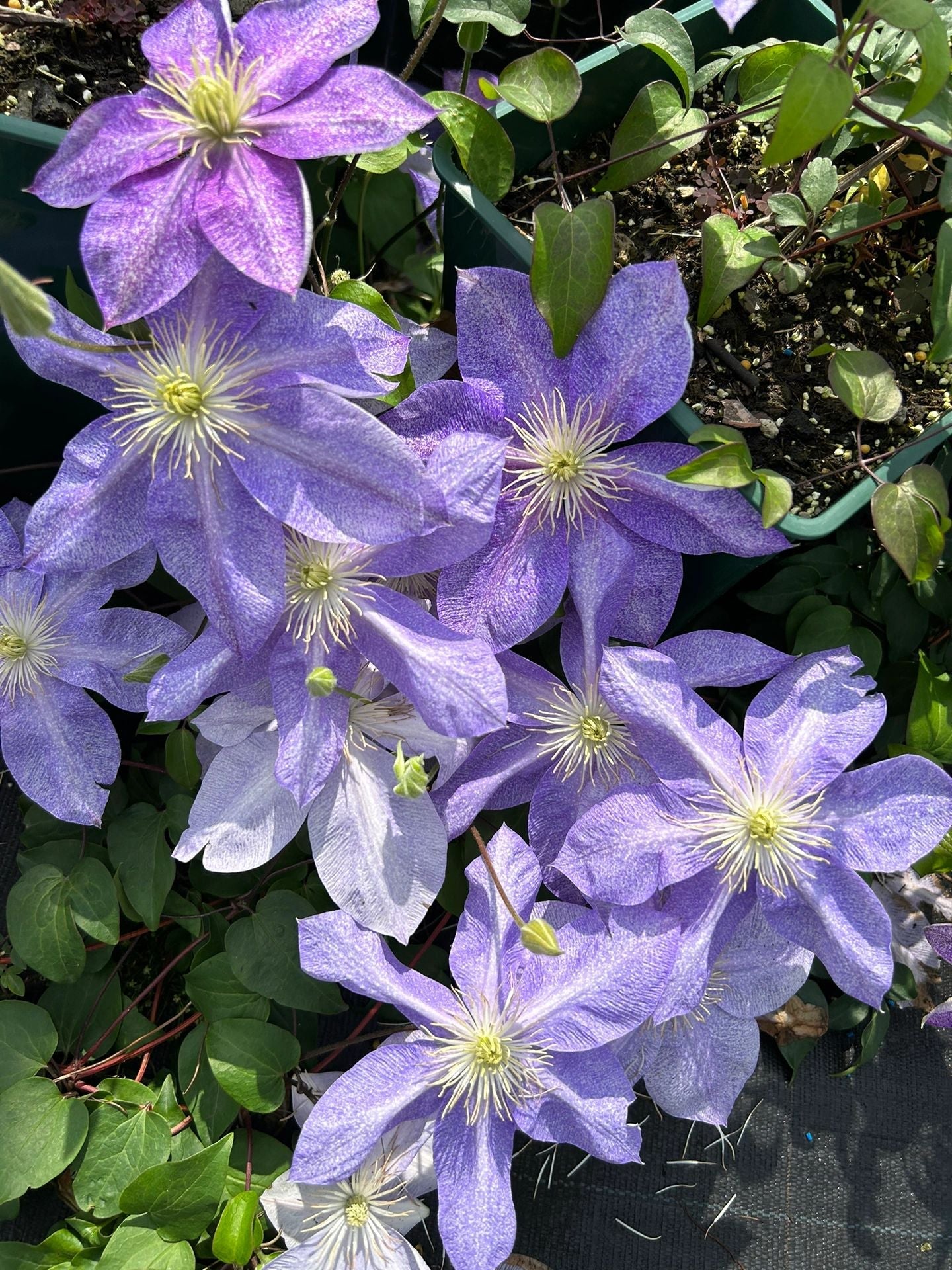 Clematis ''Chameleon |变色龙''