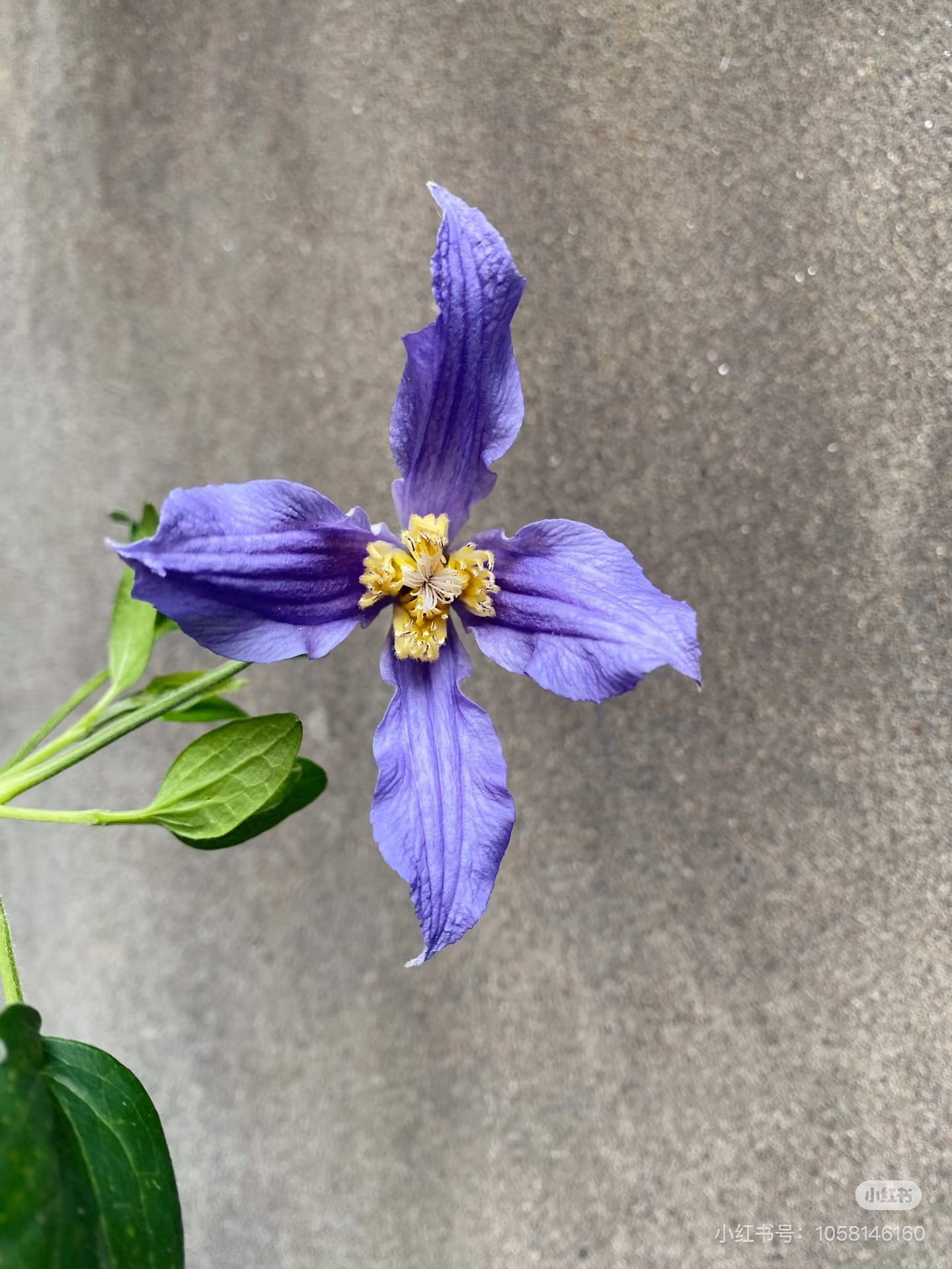 Clematis ‘’Milky Way|银河系‘’
