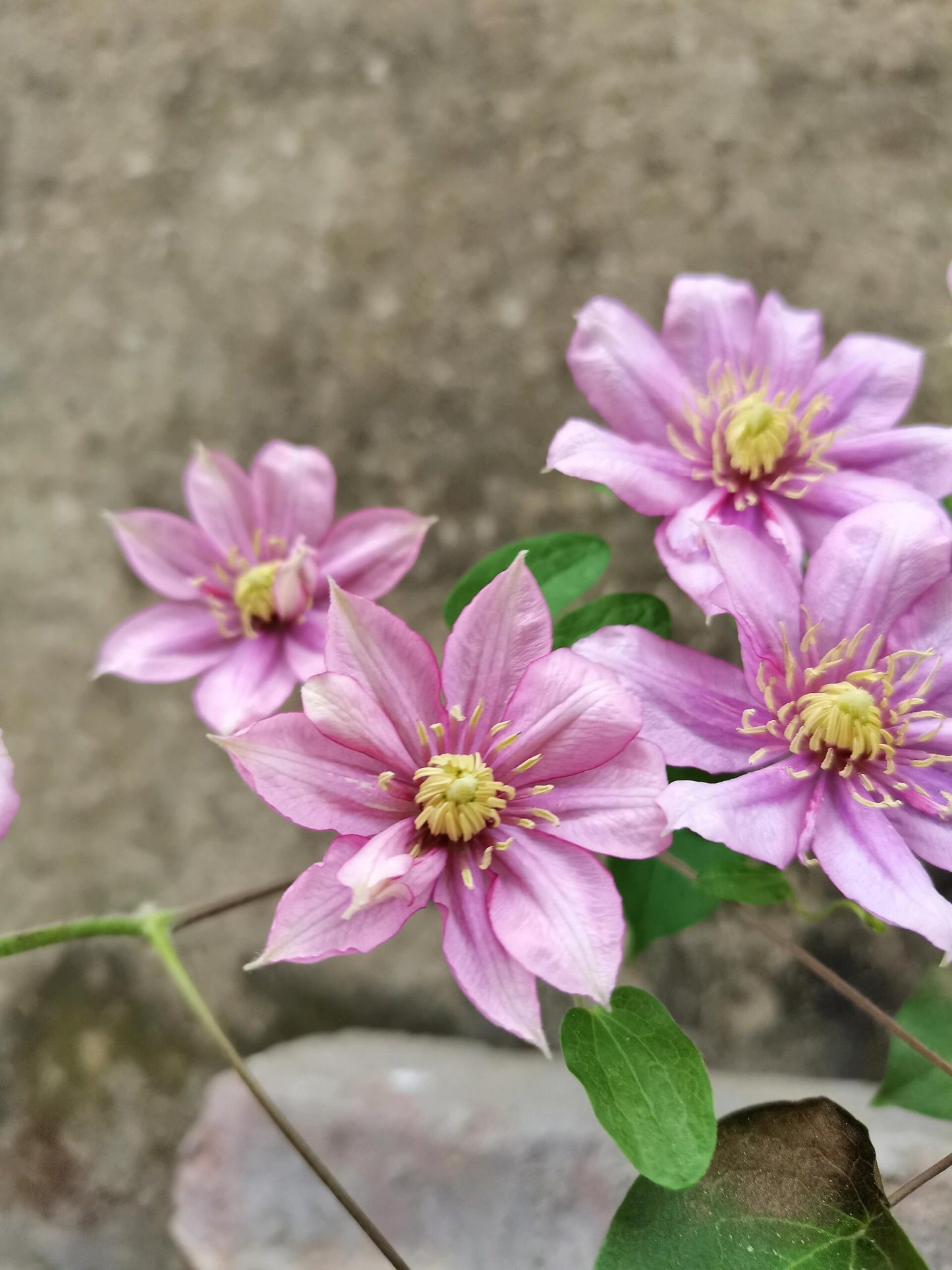 Clematis ‘’Paradiso| 天堂|帕拉迪索‘’