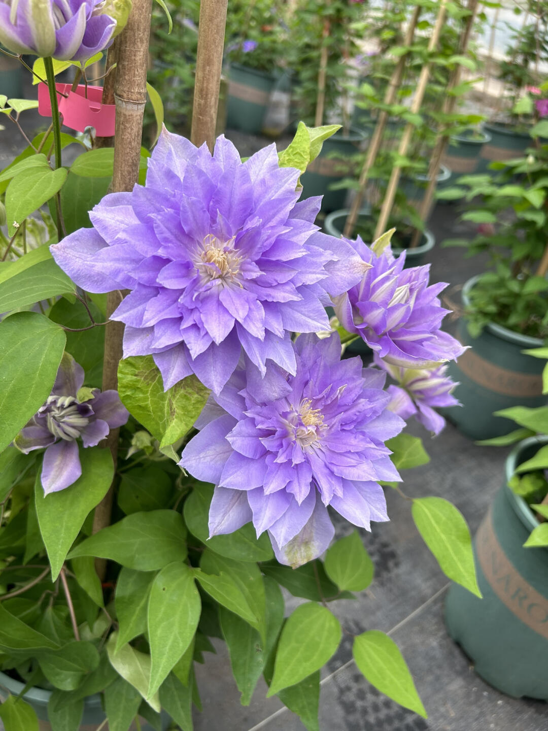 Clematis ‘’Diamond Bal| 钻石球‘’