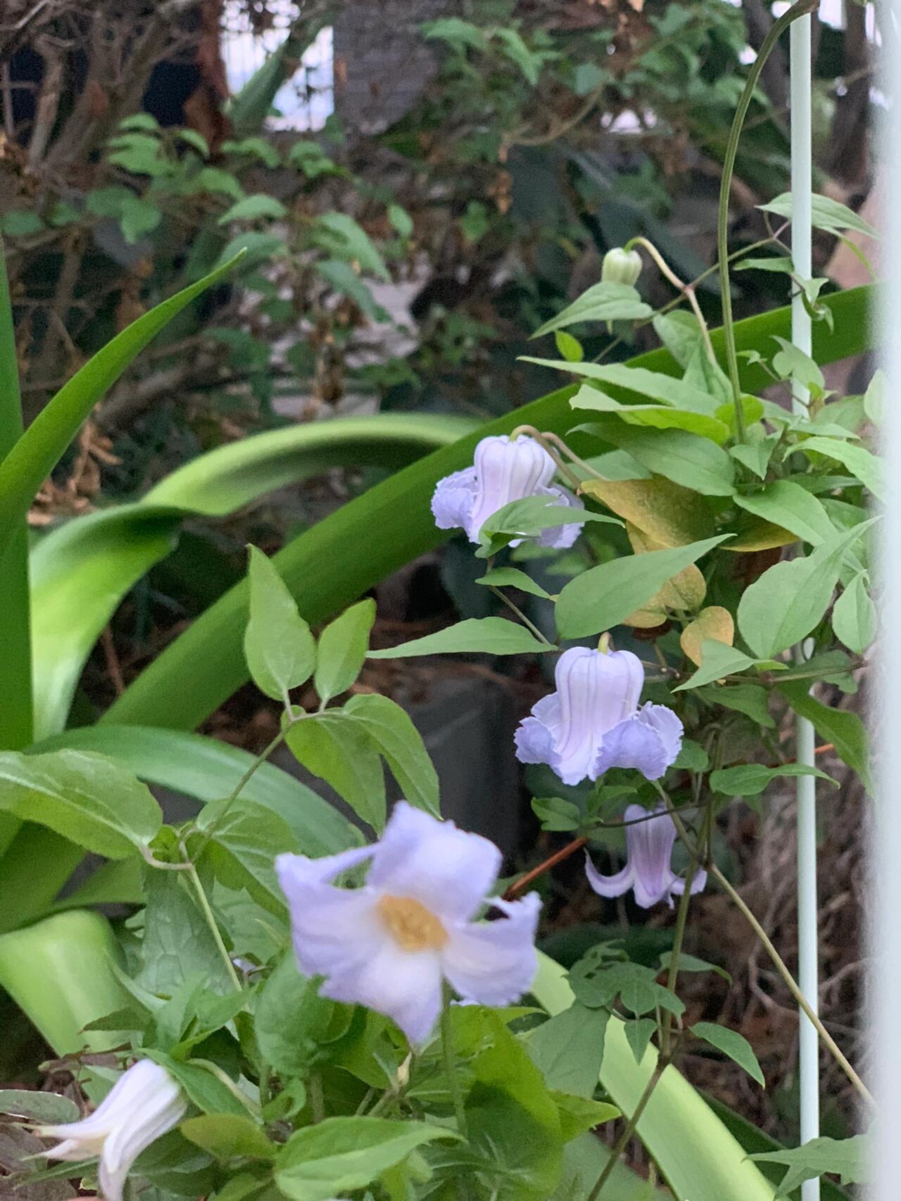 Blue Octopus Clematis ‘’クリスパ・エンジェル| Crispa Angel| 克里斯帕天使| タコクレマチス‘’