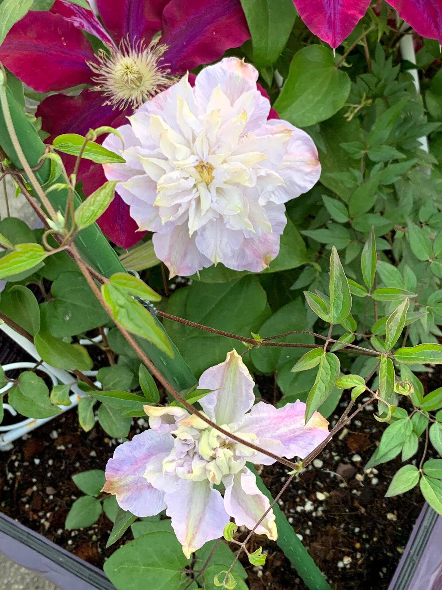 Clematis ‘’Veronica's choice|维罗妮卡的选择‘’