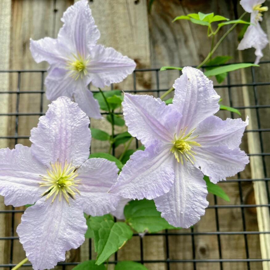 Clematis ‘’Blue Angel| あおてんし |蓝天使‘’