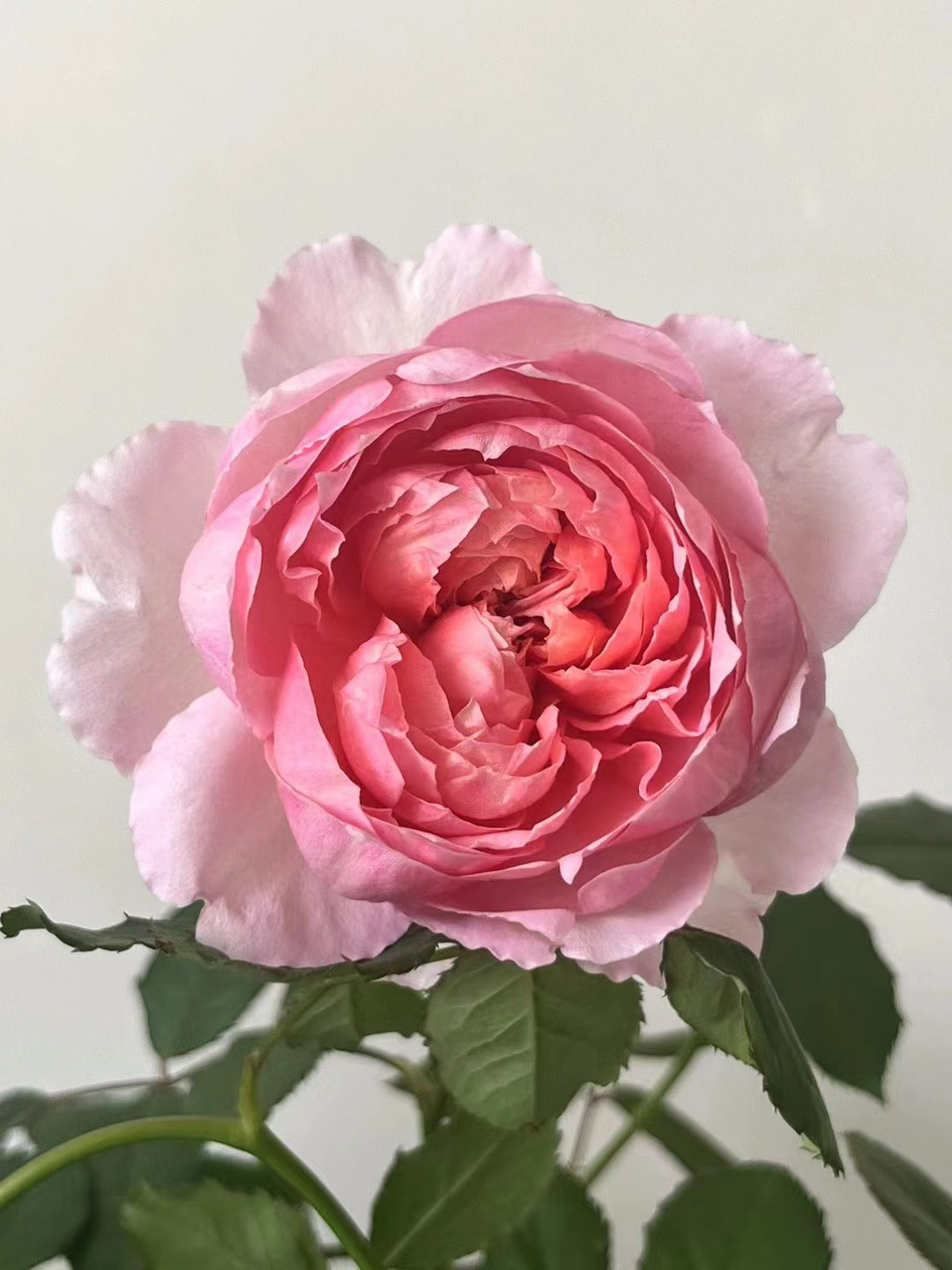 Rare Rose 'Tao Ran |桃染 |天狼月季'