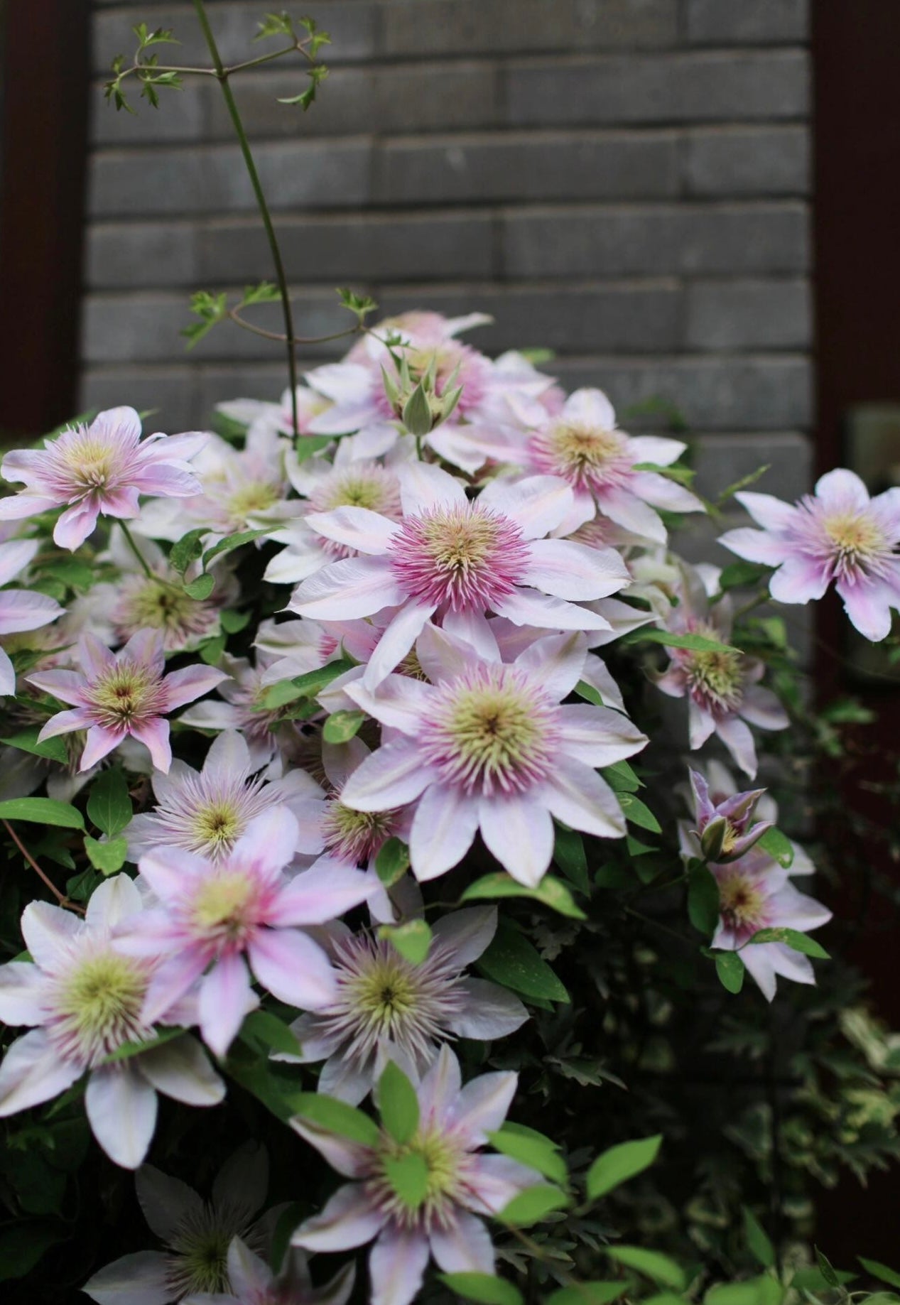 Clematis ‘’Moonglow|月華|Gekka| 月华‘’