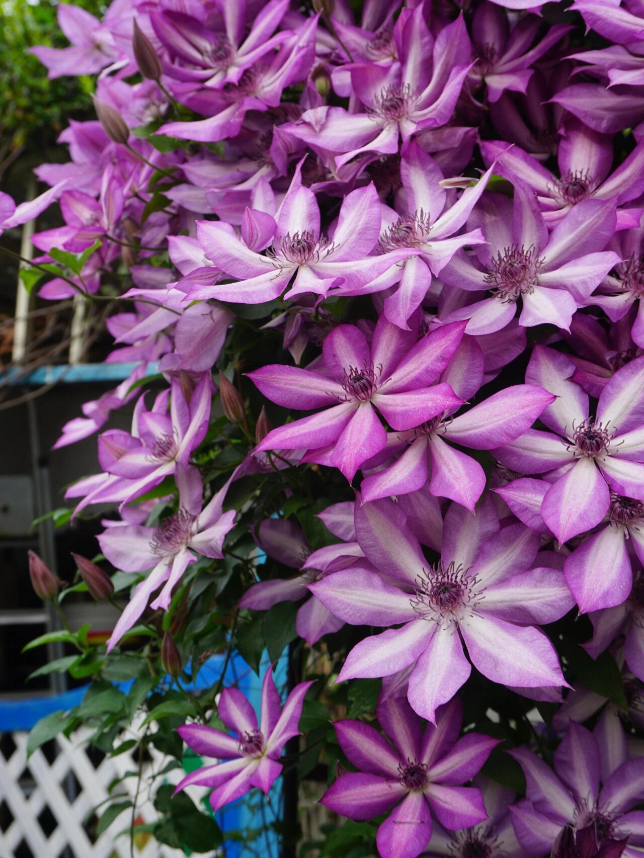 Clematis ‘’Lizard|トカゲ |蜥蜴 ‘’