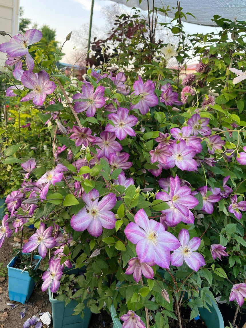 Clematis ‘’Pernille| 佩莱尼‘’