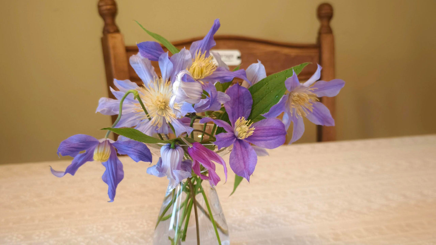 Clematis ‘’Milky Way|银河系‘’