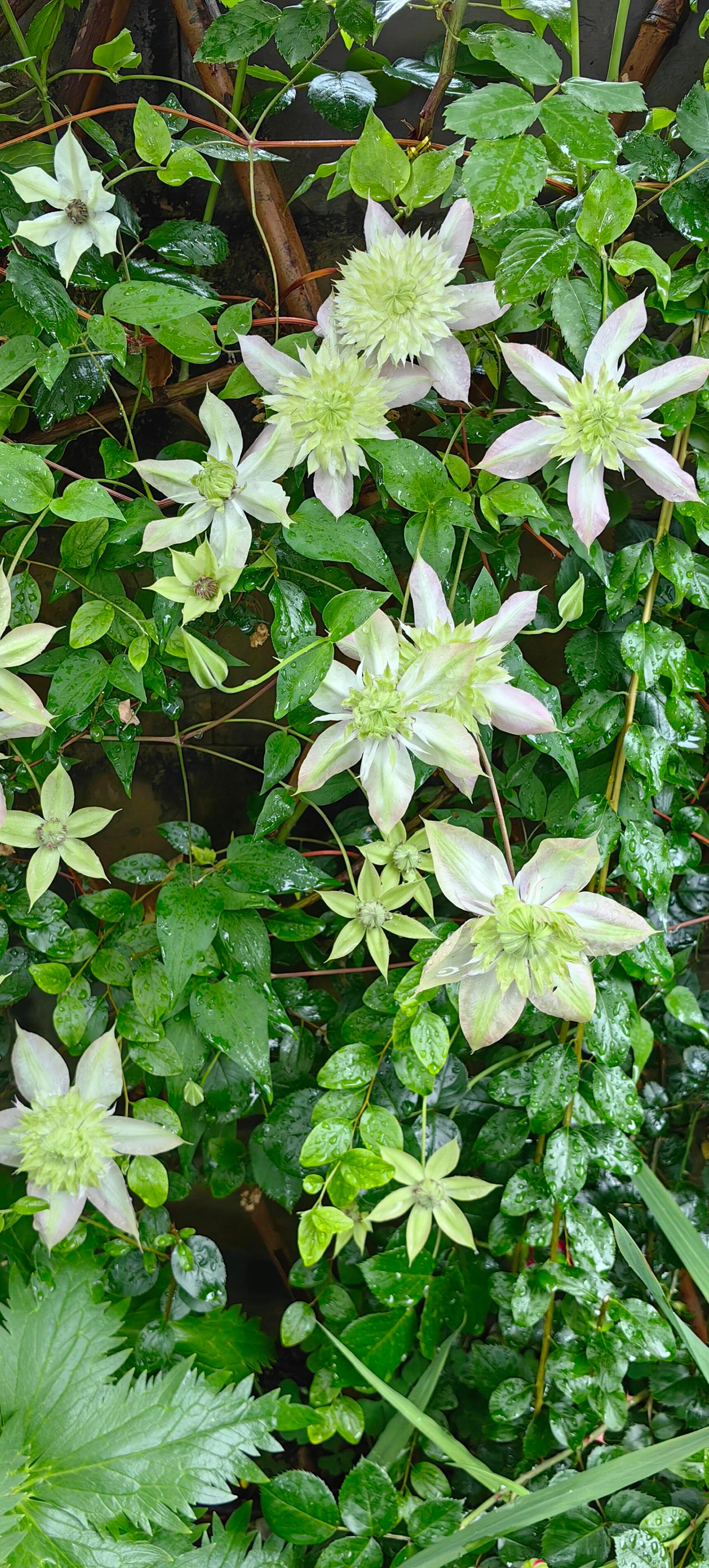 Clematis ‘’Peppermint|ミント| 薄荷‘’