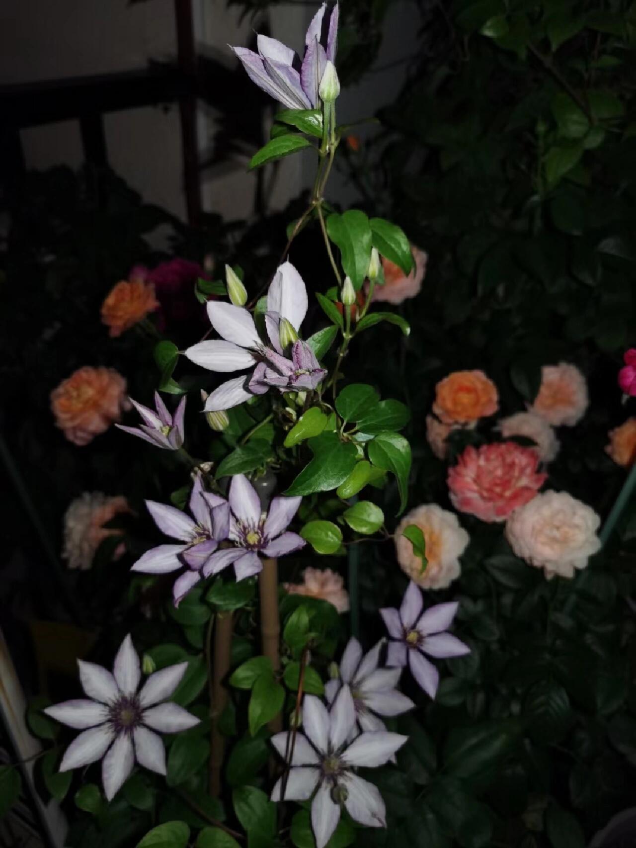 Clematis ‘’Samaritan Jo| 撒马利亚乔‘’