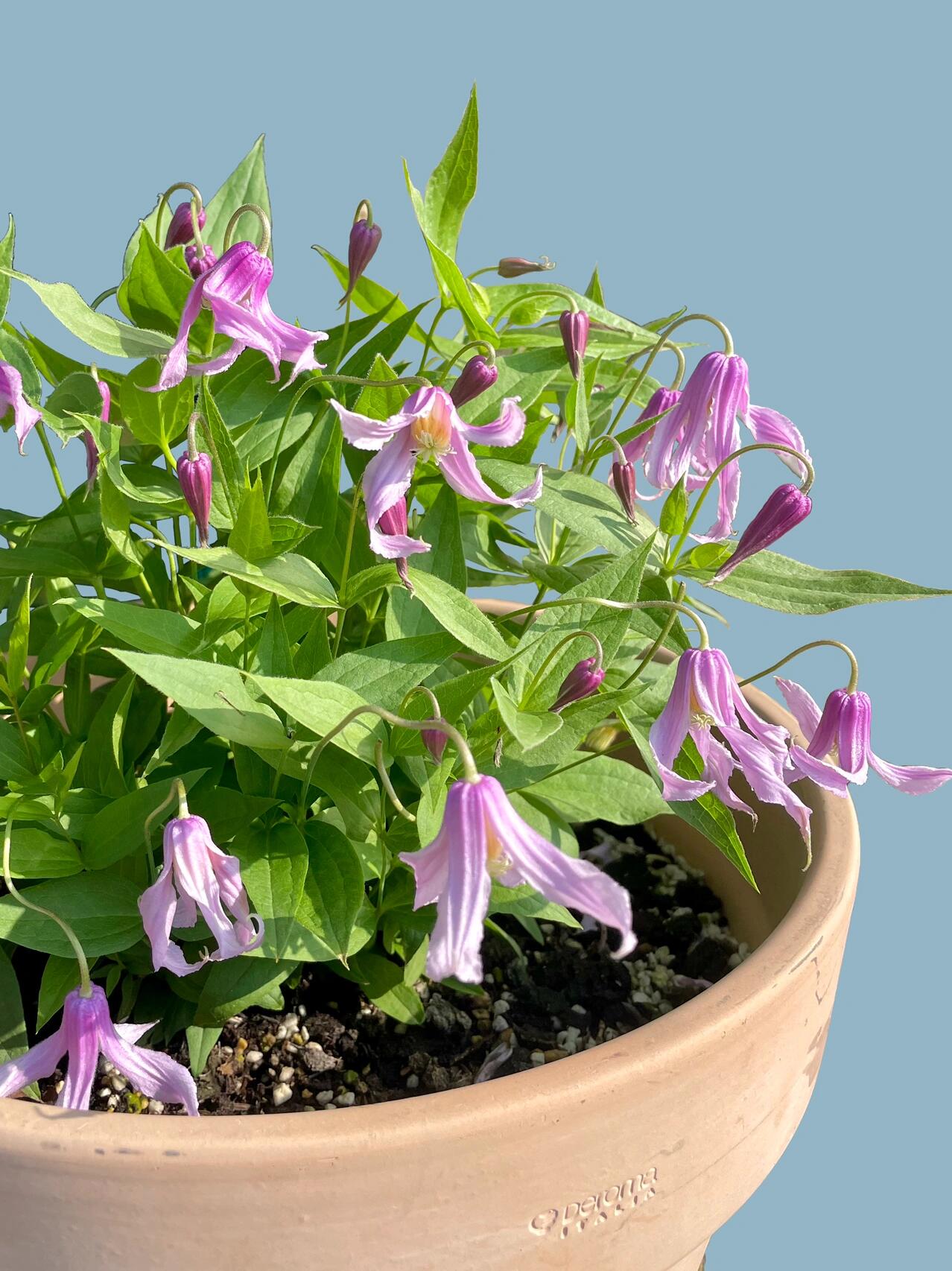 Clematis ‘’Hanajima|はなじま|花島|花岛‘’