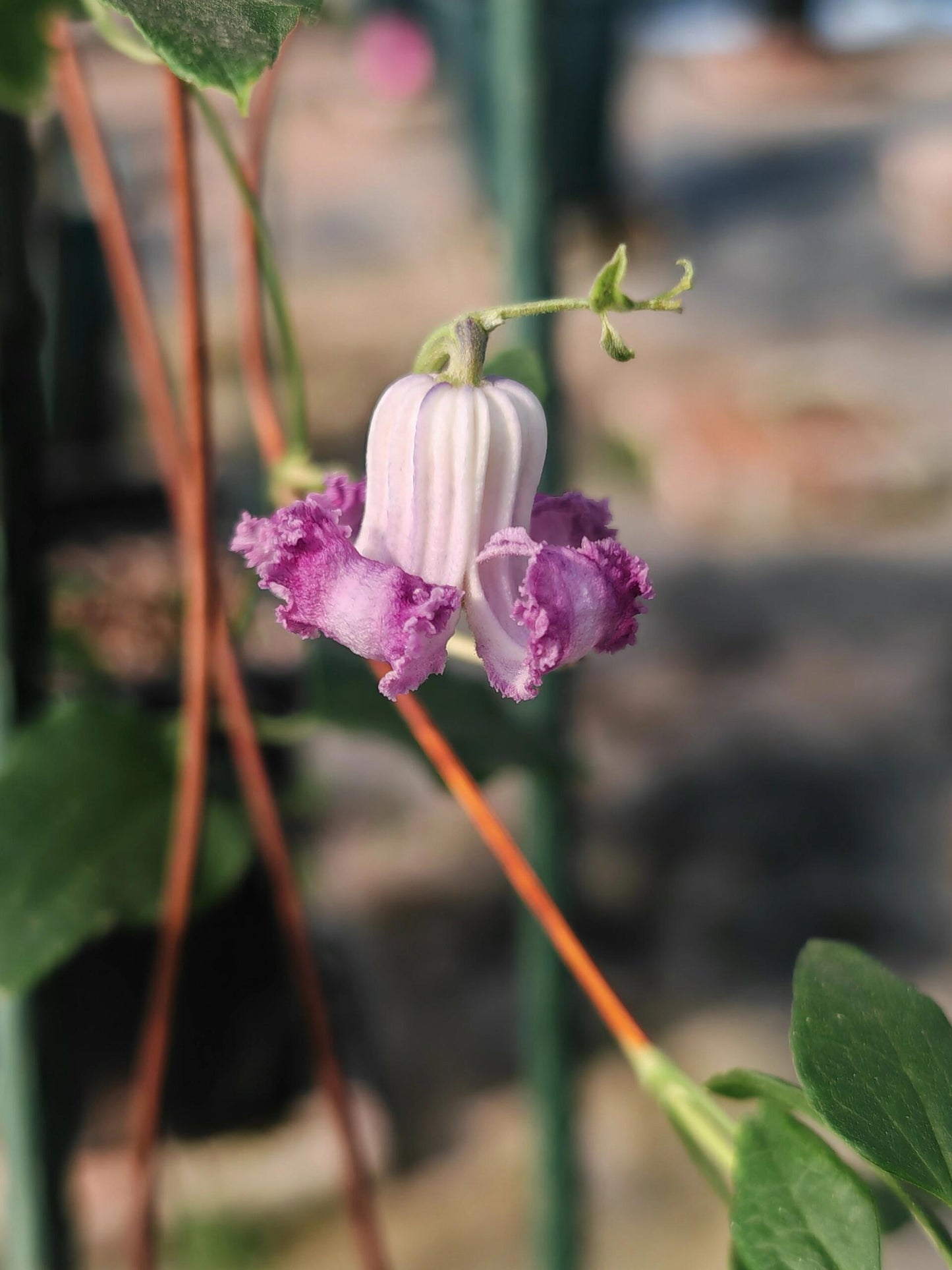 Pink Octopus Clematis ‘’Last Whisper|最後の囁き| 最后的轻语| タコクレマチス‘’ - US Exclusive