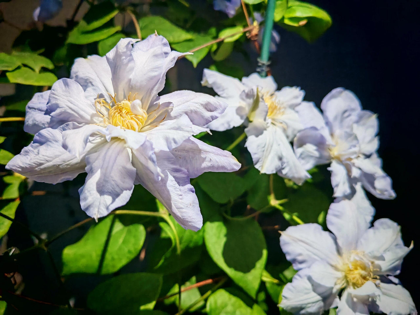 Clematis ‘’Veronica's choice|维罗妮卡的选择‘’