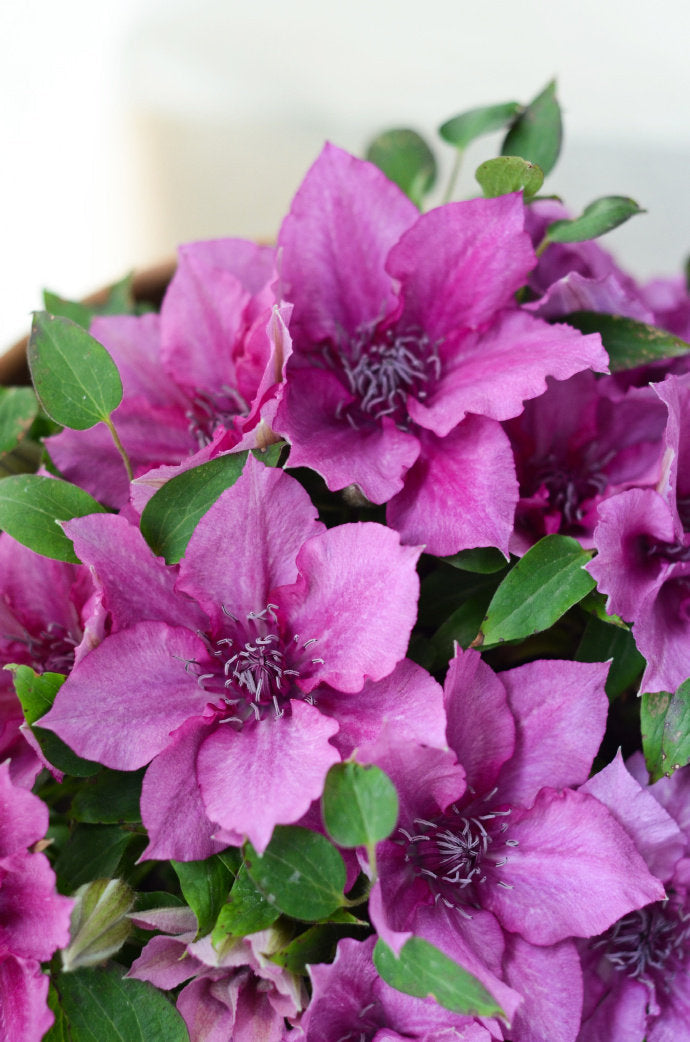 Dwarf Clematis ‘’Luiza|ルイーザ|路易莎‘’