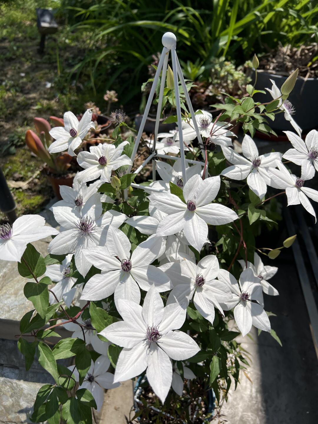 Rare Clematis ‘’Guizi|摫子‘’