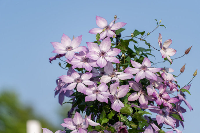 Clematis ‘’Fond Memories|美好回忆‘’