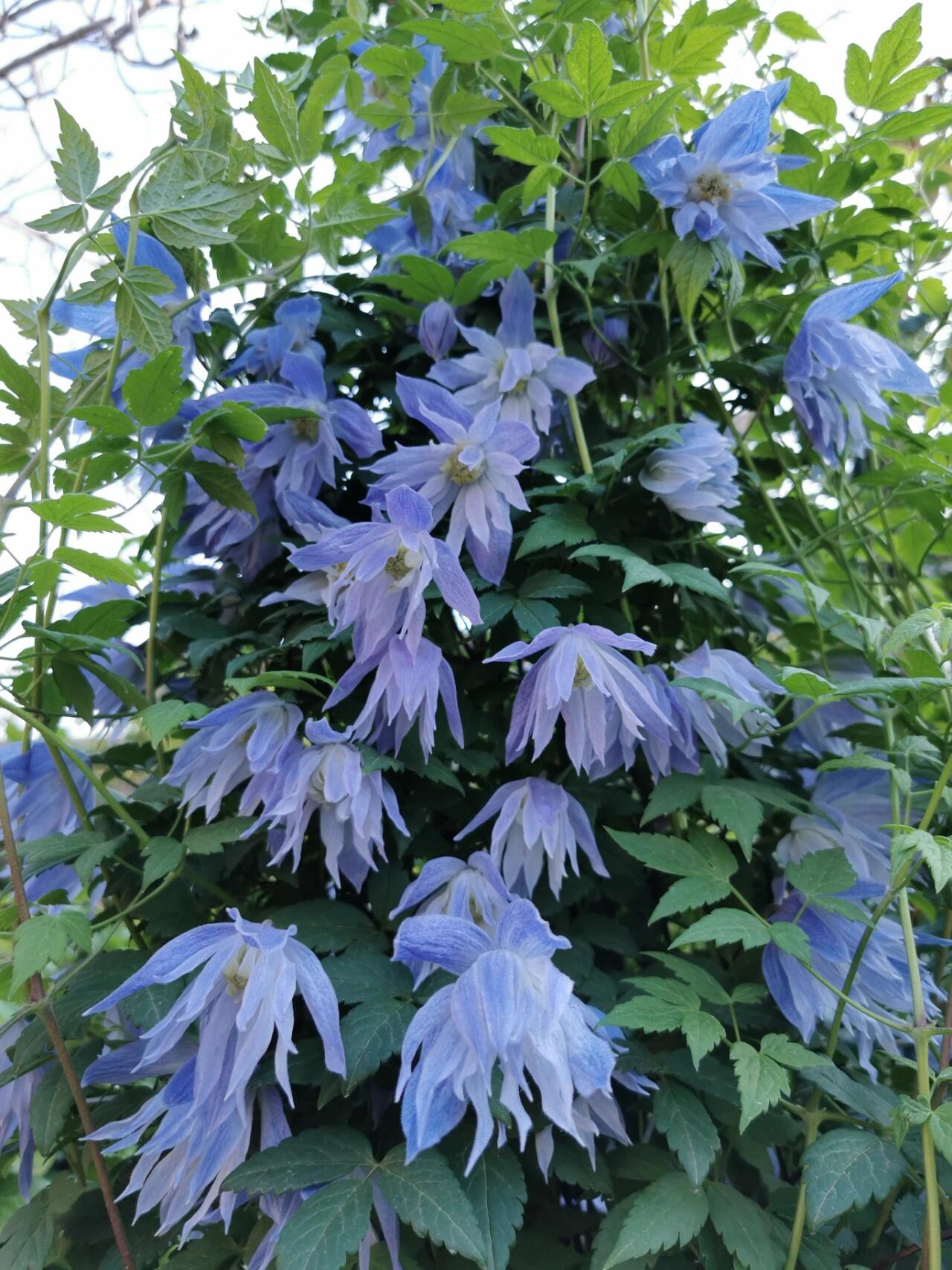 Clematis ‘’Maidwell Hall|梅德维尔‘’