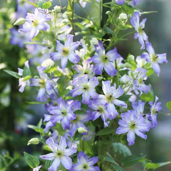 Clematis ‘’Sea Breeze|海风‘’