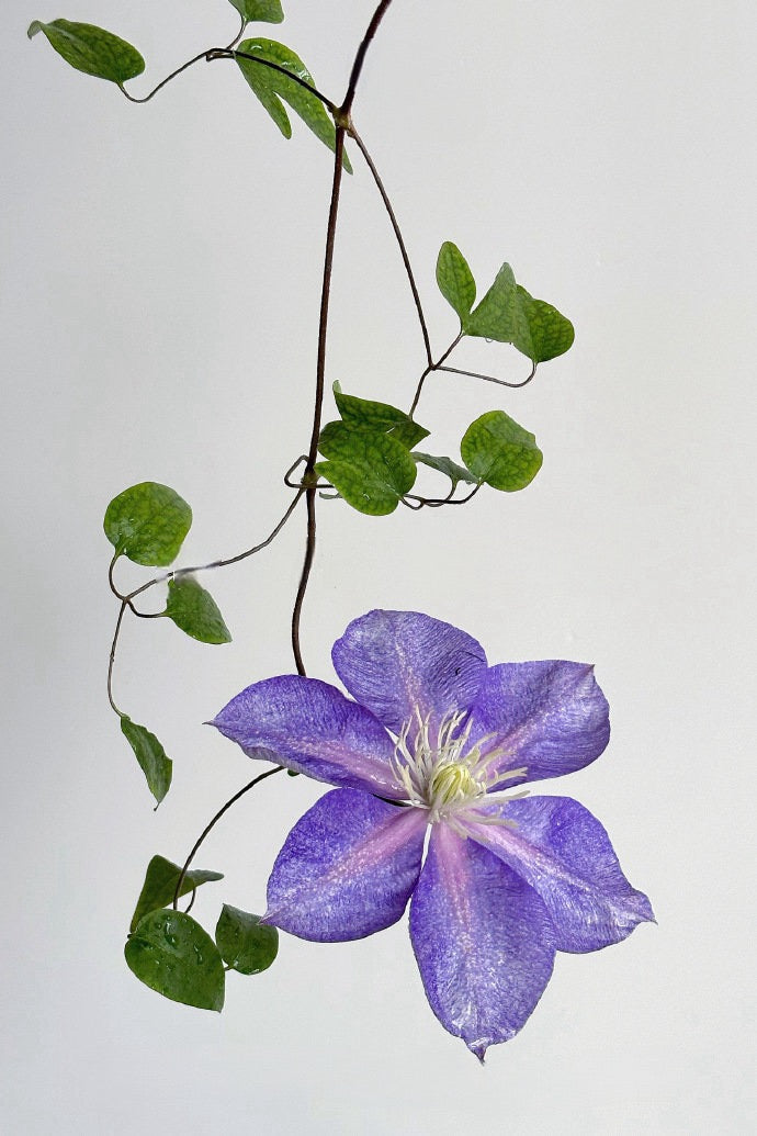 Clematis ''Chameleon |变色龙''