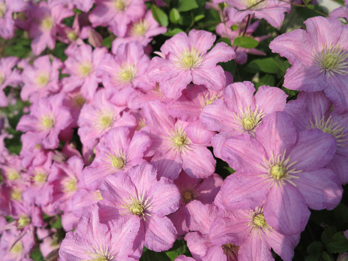 Clematis ‘’Comtesse de Bouchaud| 包查德 女侯爵‘’