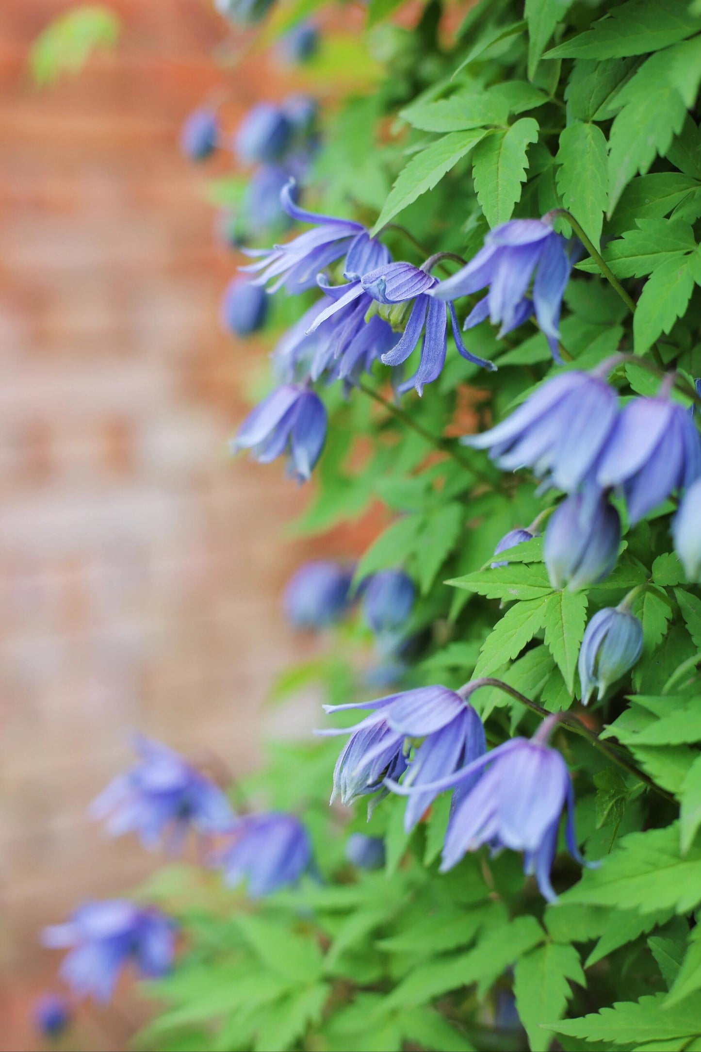 Clematis ‘’Maidwell Hall|梅德维尔‘’