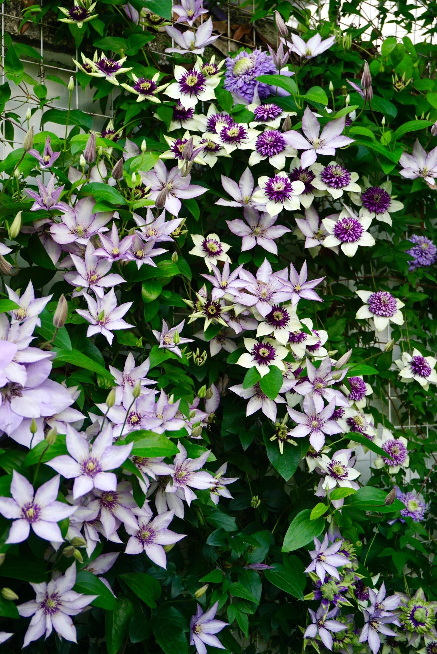 Clematis ‘’Samaritan Jo| 撒马利亚乔‘’
